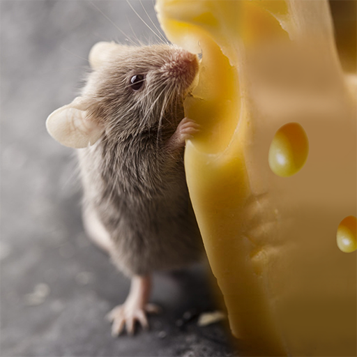 ikon Talking Rat