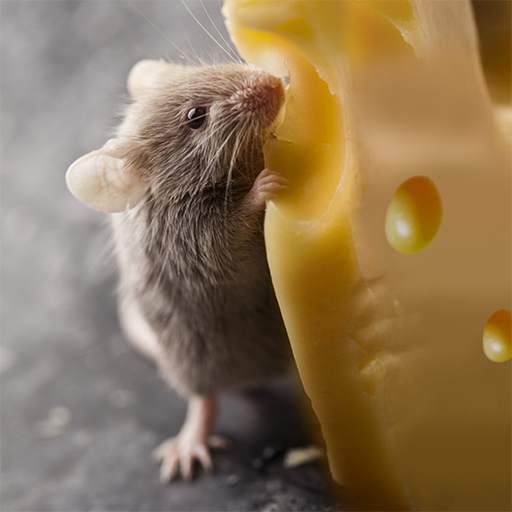 Talking Rat 1.1.6