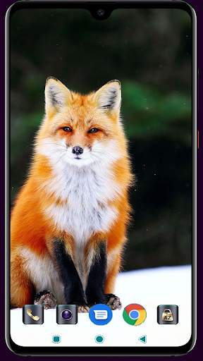 Fox Wallpaper 4K Latest screenshot 6