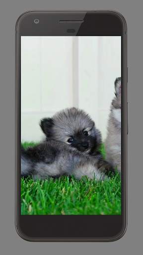 Cute Puppies Video Wallpaper screenshot 2