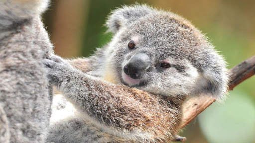 🐨 Koala Wallpapers screenshot 3