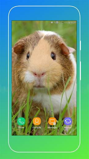 Guinea Pig Wallpaper screenshot 5