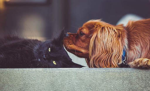 Puzzle Rompecabezas Dogs (Offline) screenshot 7