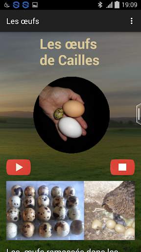 Quail breeding (Guide) screenshot 8