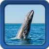 Whale Live Wallpapers  - Free Live Wallpapers icon
