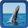 Whale Live Wallpapers  - Free Live Wallpapers 1.7