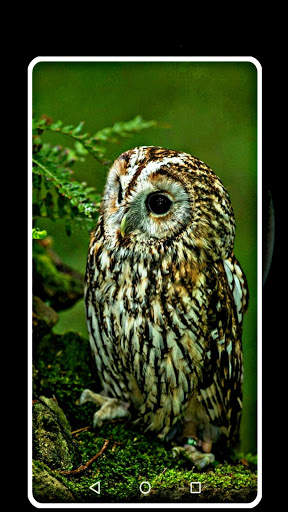 owl wallpaper free screenshot 5