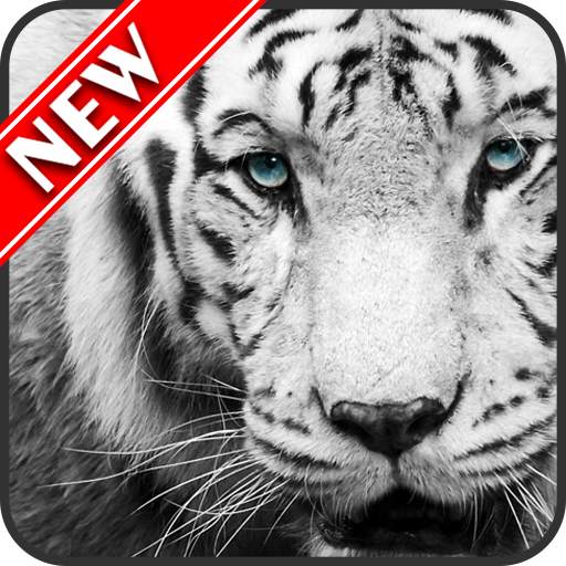 White Tiger Wallpapers 1.3