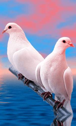 Birds Wallpapers New screenshot 8