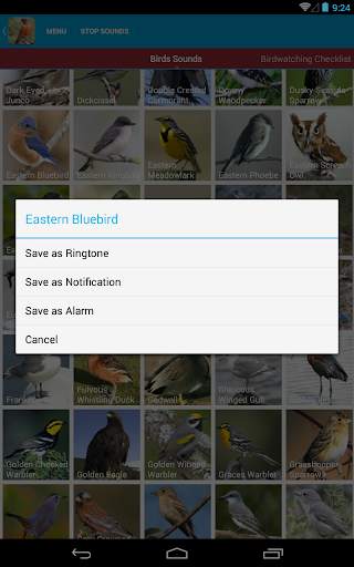 North American Birds Free screenshot 15