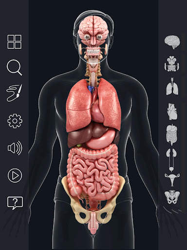 My Organs Anatomy screenshot 11