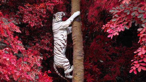 Tigre Live Wallpaper screenshot 9