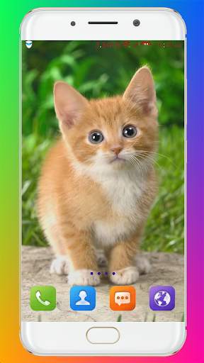 Cat Wallpaper HD screenshot 16