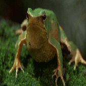 Funny Frog Live Wallpaper icon