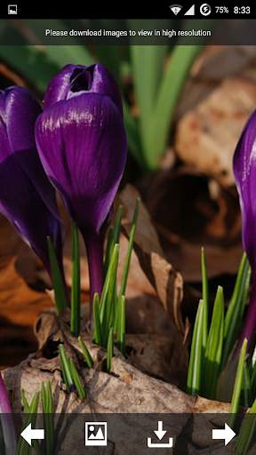 Flowers HD live Wallpapers screenshot 2