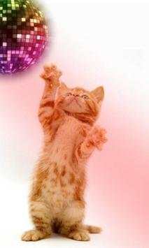 Funny cats Dancing and playing screenshot 7