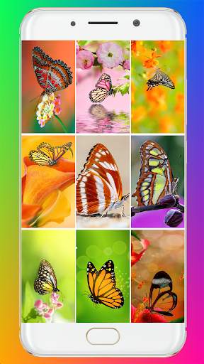 Butterfly Wallpaper HD screenshot 1