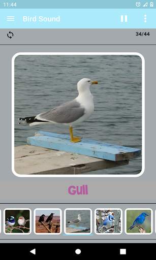 Bird Sound screenshot 3