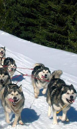 Alaskan Malamutes Puzzle screenshot 2