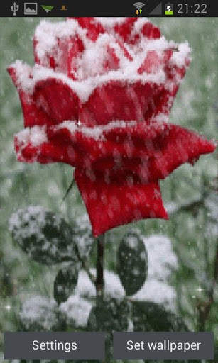 Icy Red Rose Live Wallpaper screenshot 1