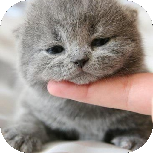 Cute Cat Wallpaper HD icon