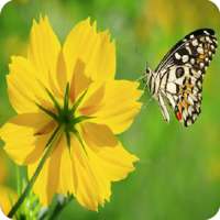 Flores y Mariposas