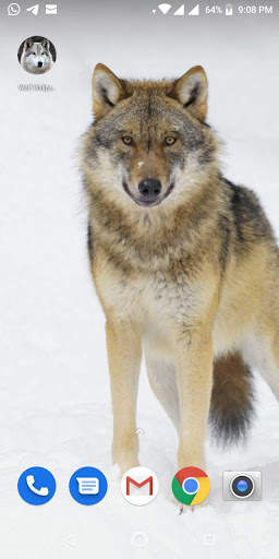 Free Wolf Wallpapers HD screenshot 7