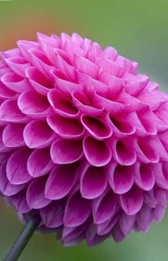 Flower Wallpaper screenshot 2