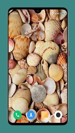 HD Seashell Wallpaper screenshot 3