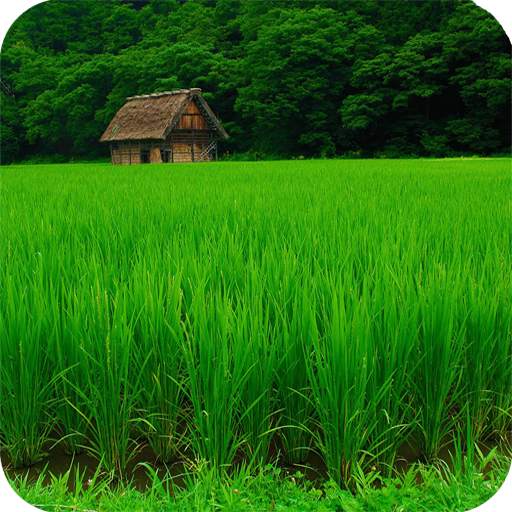 Agriculture Full HD Wallpaper 1.09