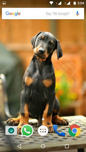 Doberman Dog Wallpaper HD screenshot 1