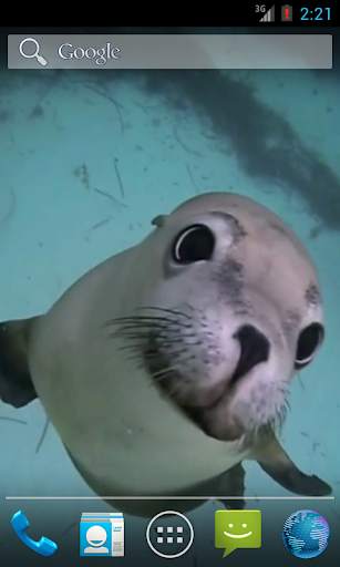 Sea Life HD Video Wallpapers Gallery screenshot 2