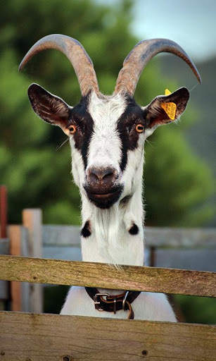 Goat Wallpaper screenshot 8