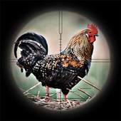 Sniper Chicken Hunting 1.2