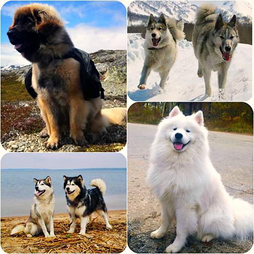 Dog quiz game 7.3.2z