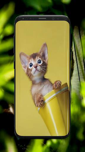 Kitten Wallpaper screenshot 5