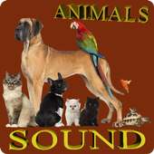 Animals Sound