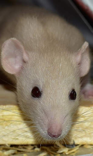 Rat Wallpaper screenshot 6