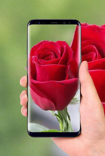 Beautiful Rose Free Live Wallpaper screenshot 4
