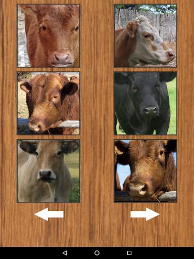 Funny Cow Farm Sounds screenshot 10