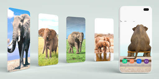 Elephant Wallpaper 1 تصوير الشاشة