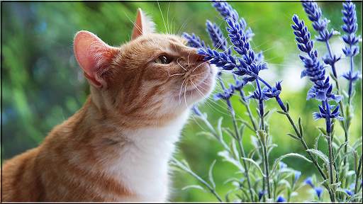 Animals Puzzles Jigsaw Collection screenshot 2