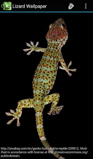 Lizard Wallpaper screenshot 4