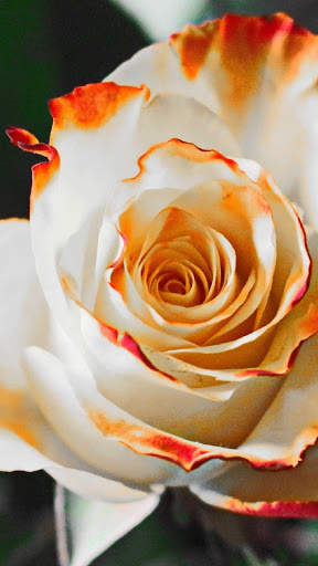 Rose Wallpaper HD & 4k Backgrounds screenshot 3