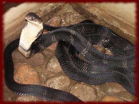 King Cobras wallpapers screenshot 3