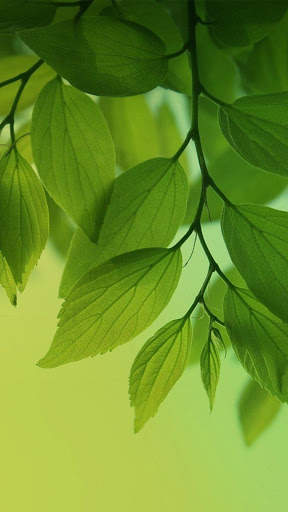 Leaf Full HD Wallpaper screenshot 6