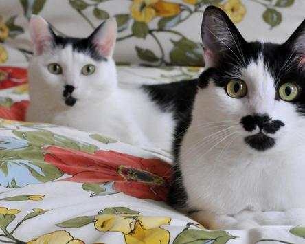 Pretty Cats Wallpapers screenshot 5
