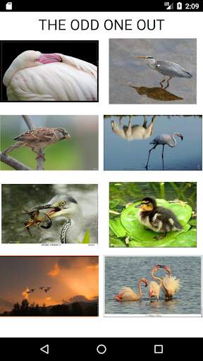 Amazing Animals : Bird Quiz स्क्रीनशॉट 4
