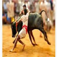 Jallikattu Banner icon