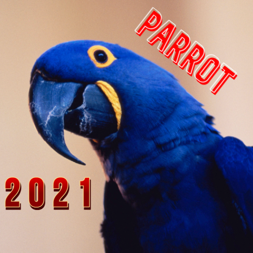 Talking Parrot videos 2021 icon